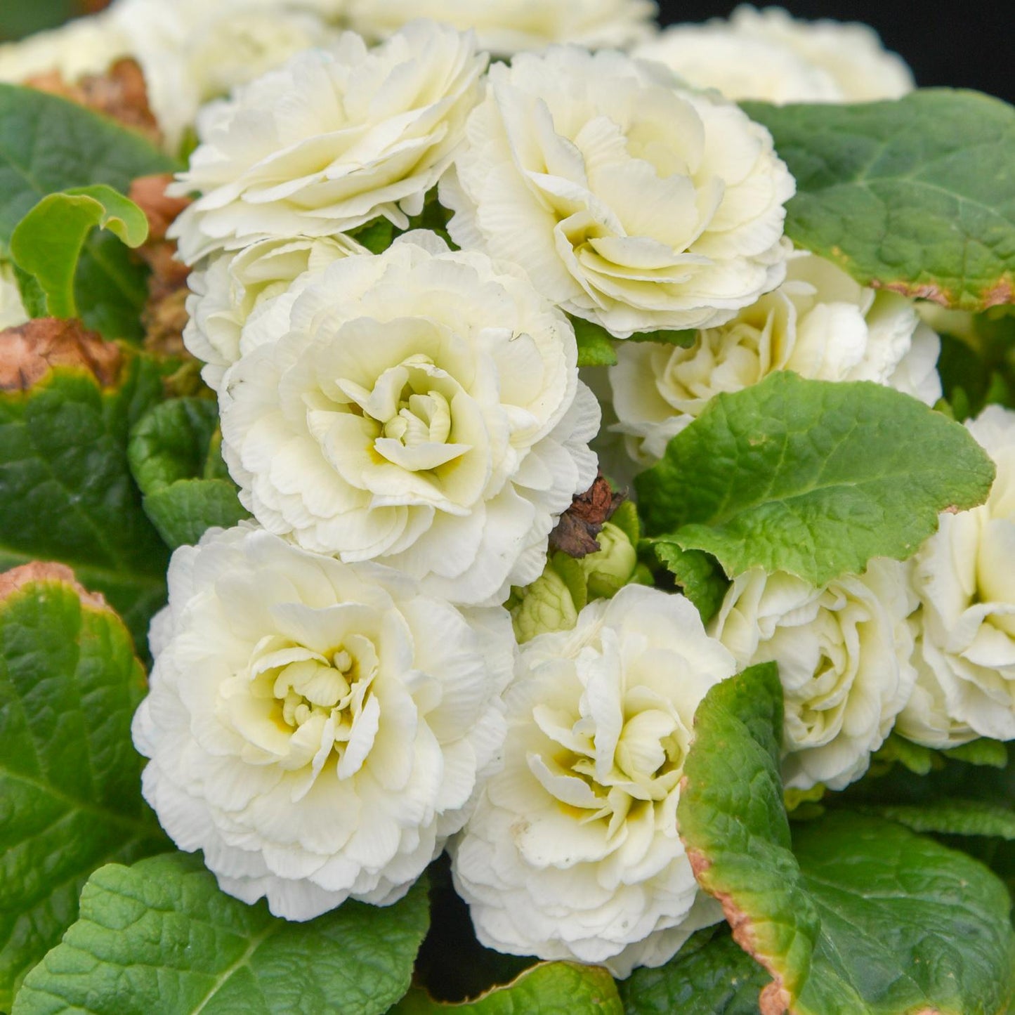 Bouquet Perfect™ 'Spearmint' Primrose (Primula) features creamy white, double ruffled blooms and large green leaves with occasional brown edges - Photo Courtesy of Walters Gardens, Inc.