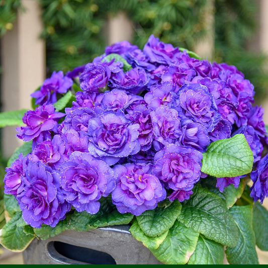 A lush cluster of Bouquet Perfect™ 'Violetta' Primrose (Primula) with vibrant purple ruffled petals and green leaves in a dark planter set against blurred foliage and a wooden fence - Photo Courtesy of Walters Gardens, Inc. Decorative pot not included.