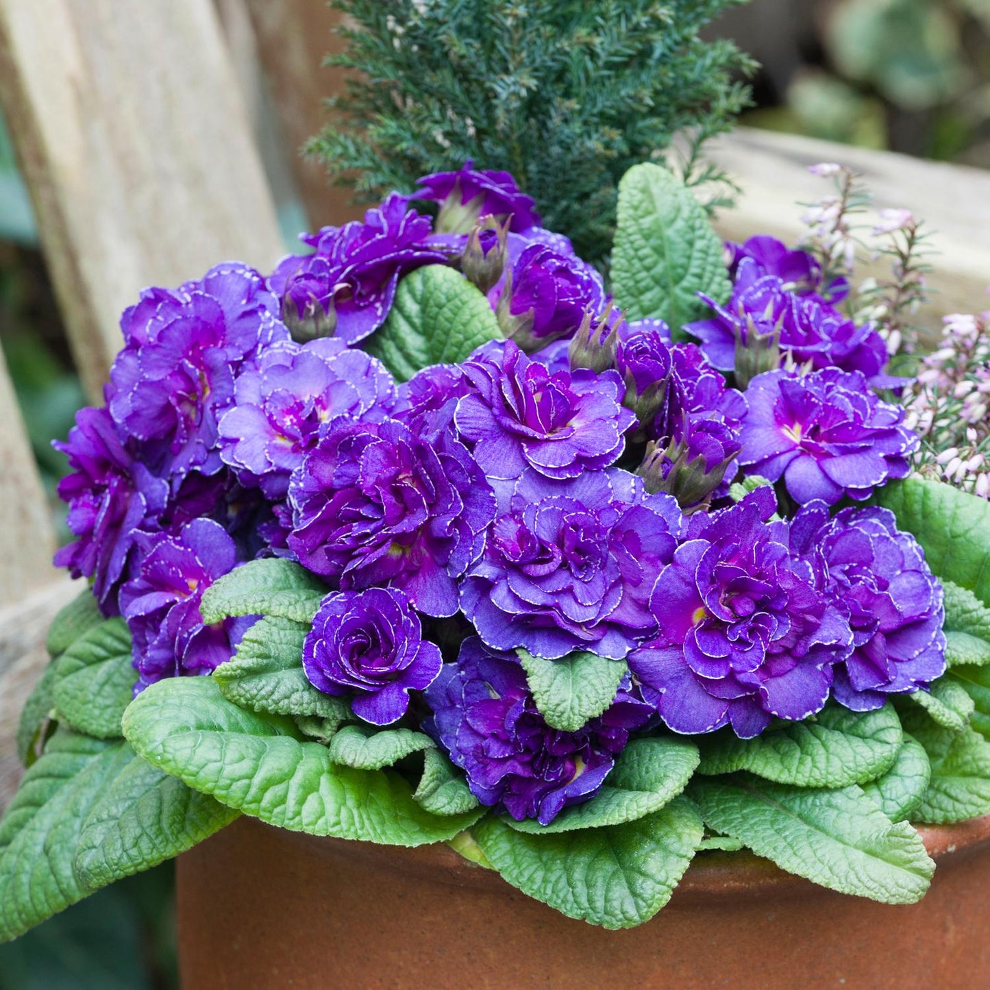 A terracotta pot showcases Bouquet Perfect™ 'Violetta' Primrose (Primula)—fragrant, double-layered purple blooms amid textured green leaves—set outdoors against a softly blurred wooden and plant background - Photo Courtesy of Walters Gardens, Inc. Decorative pot not included.