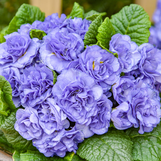 Bouquet Perfect™ 'Watercolour Blue' Primrose (Primula) - Photo Courtesy of Walters Gardens, Inc.