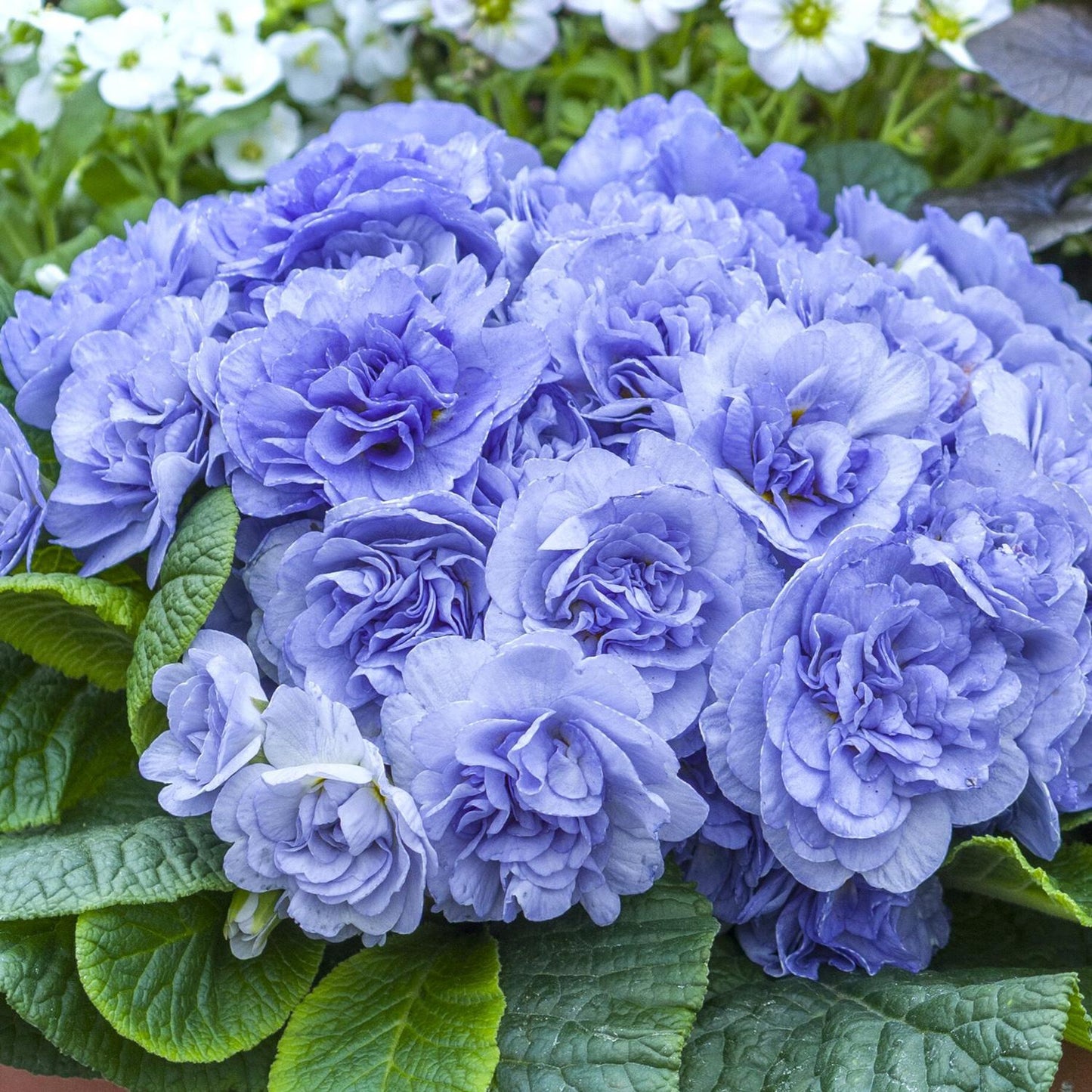 A cluster of vibrant Bouquet Perfect™ 'Watercolour Blue' Primrose (Primula) with layered blue petals and lush green leaves adds color to a perennial shade garden, white flowers softly blurred in the background - Photo Courtesy of Walters Gardens, Inc.
