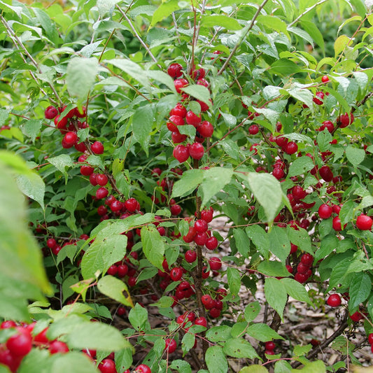 Easy as Pie™ Bush Cherry (Prunus) - Photo Courtesy of Proven Winners, Inc.
