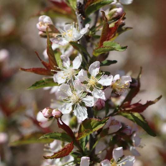 Easy as Pie™ Bush Cherry (Prunus) - Photo Courtesy of Proven Winners, Inc.