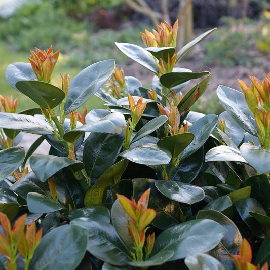 Close-up of a Jade Turtle™ Cherry Laurel (Prunus), an evergreen shrub featuring glossy dark green leaves and reddish-orange new growth, growing outdoors with softly blurred garden greenery in the background - Photo Courtesy of Proven Winners, Inc.