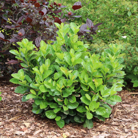 Jade Turtle™ Cherry Laurel (Prunus) - Photo Courtesy of Proven Winners, Inc.