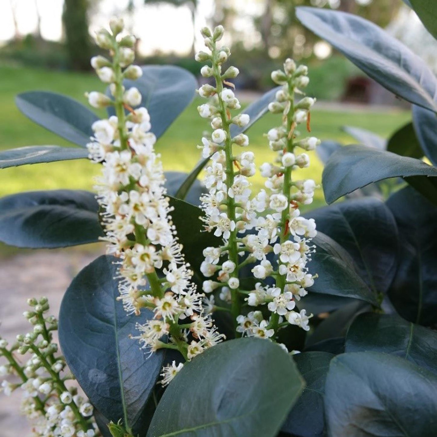 Jade Turtle™ Cherry Laurel (Prunus) - Photo Courtesy of Proven Winners, Inc.