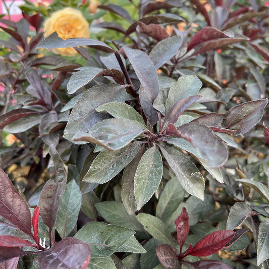 Stay Classy® Cherry (Prunus) - Photo Property of Garden Crossings LLC