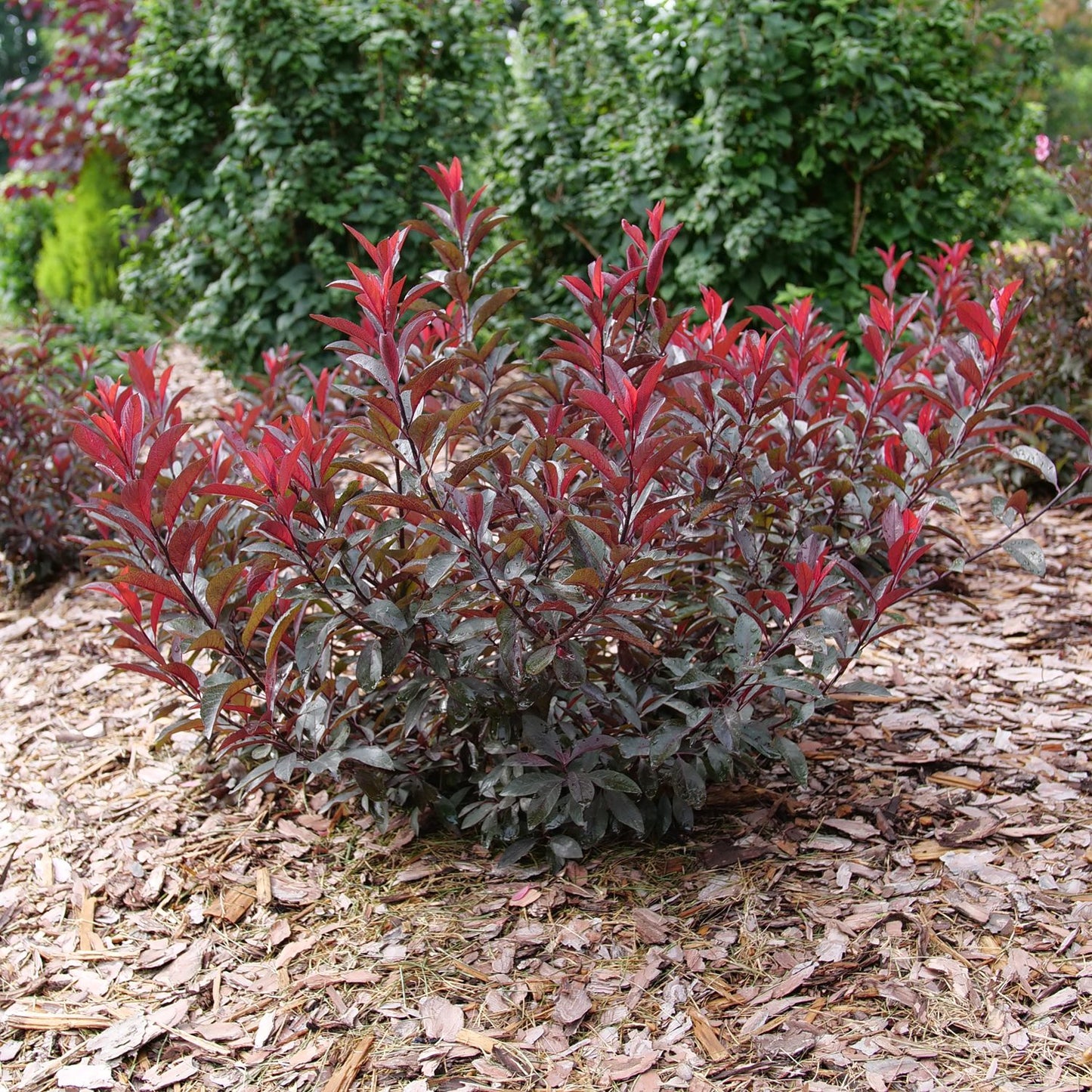 Stay Classy® Cherry (Prunus) - Photo Courtesy of Proven Winners, Inc.