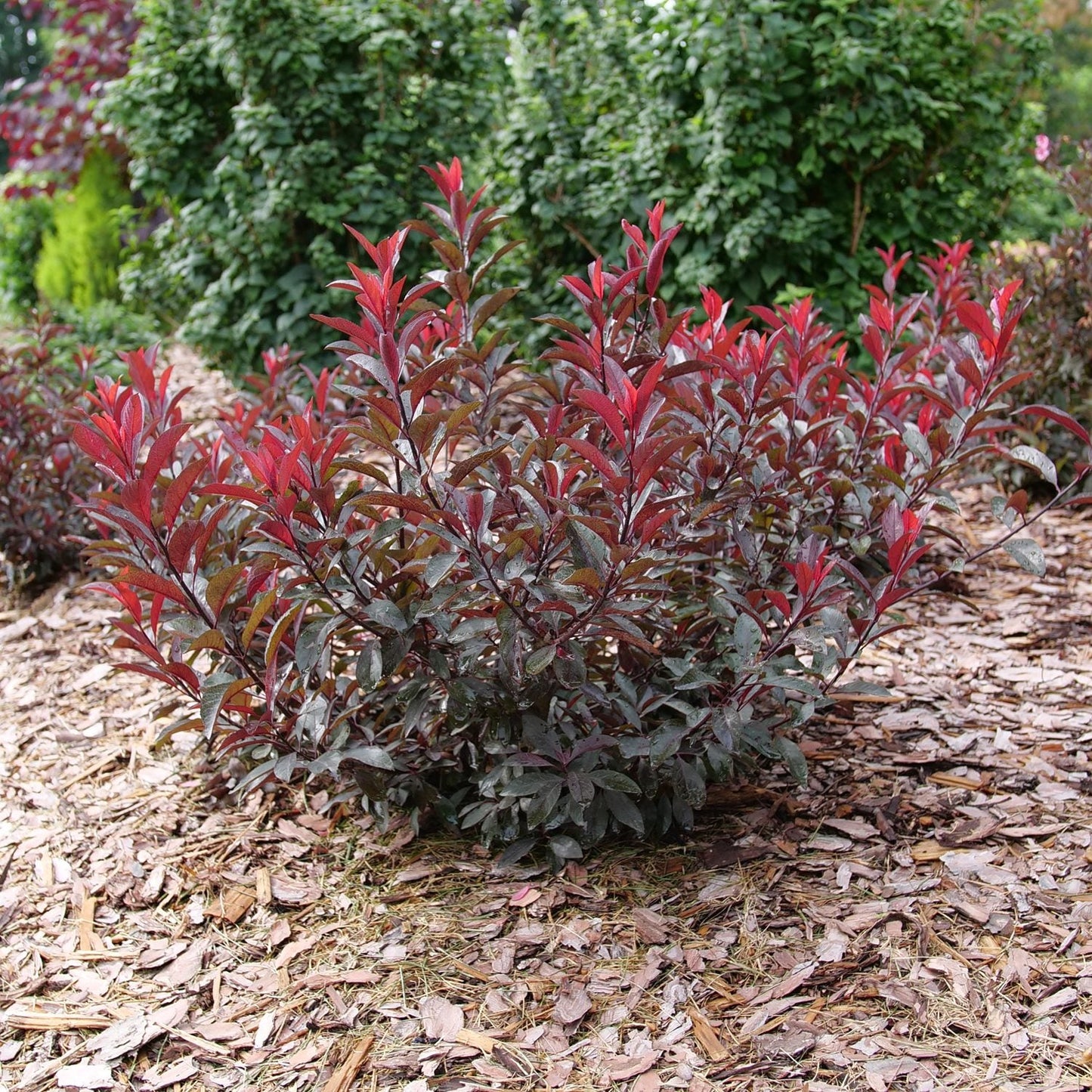 A compact Stay Classy® Cherry (Prunus) shrub with dark red leaves grows in a wood-mulched garden bed, surrounded by green bushes and trees in the background - Photo Courtesy of Proven Winners, Inc.
