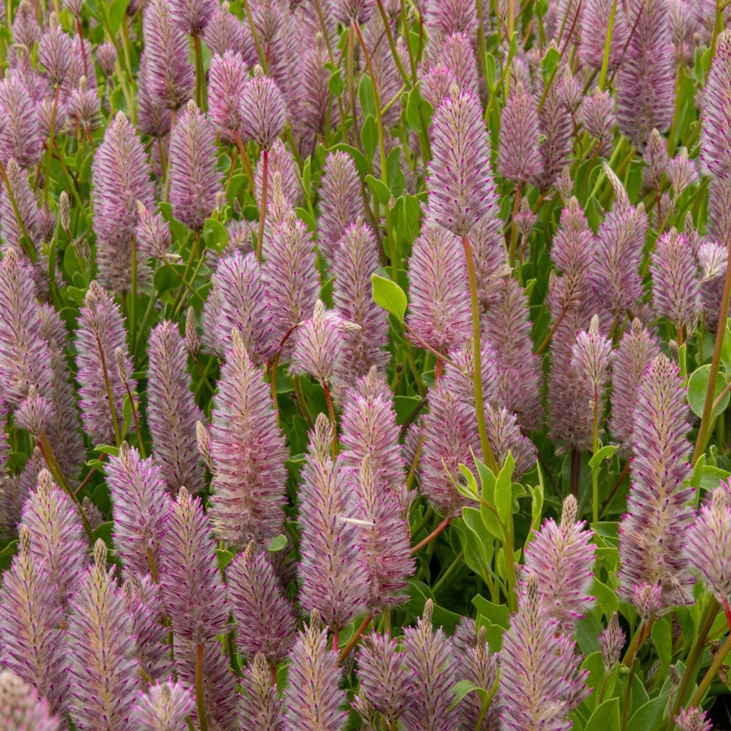 Dense cluster of tall, fuzzy, pink-purple Matilda Mulla Mulla (Ptilotus) wildflowers with green leaves and stems, growing closely together in a natural outdoor setting - Photo Courtesy of Ball Horticulture, Inc.