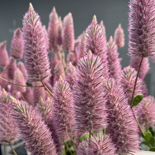 Close-up of several tall, fluffy, pink and purple Matilda Mulla Mulla (Ptilotus) flower spikes with a soft blurred background. This drought-tolerant annual features a fuzzy texture and dense petals for a vibrant, soft visual effect - Photo Property of Garden Crossings LLC.