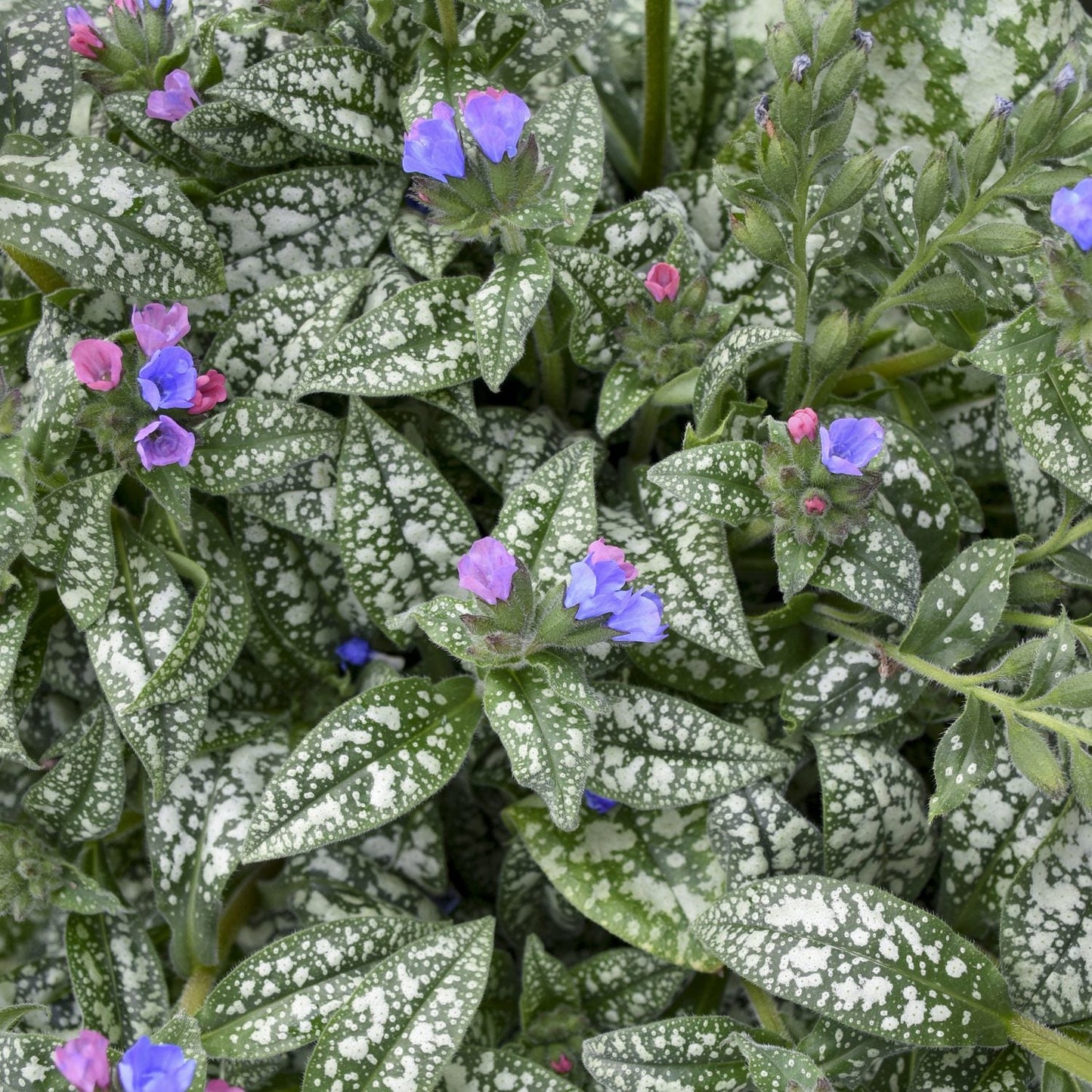 With green leaves speckled with white and clusters of small, bell-shaped purple, pink, and blue flowers, 'Pink-a-Blue' Lungwort (Pulmonaria) is a charming early-season bloomer - Photo Courtesy of Proven Winners, Inc.
