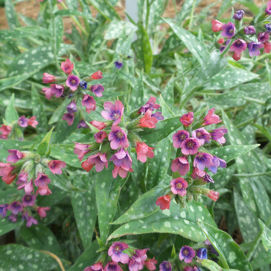 Raspberry Splash' Lungwort (Pulmonaria) - Photo Property of Garden Crossings LLC