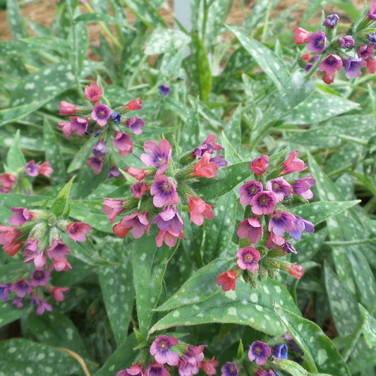 Close-up of 'Raspberry Splash' Lungwort (Pulmonaria), a shade-loving plant featuring clusters of pink and purple trumpet-shaped flowers above elongated green leaves with white spots - Photo Property of Garden Crossings LLC.