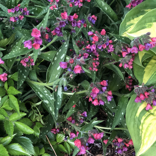 Clusters of small pink and purple flowers bloom among green leaves with white spots, highlighting the unique foliage of ‘Raspberry Splash’ Lungwort (Pulmonaria - Photo Property of Garden Crossings LLC.