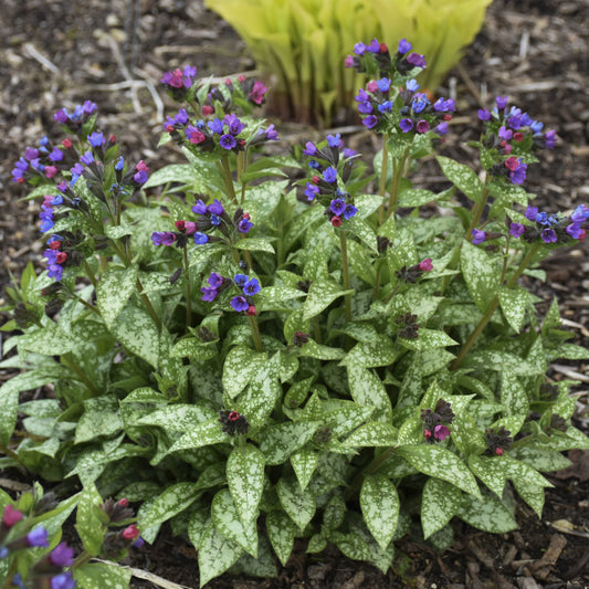 Spot On' Lungwort (Pulmonaria) - Photo Courtesy of Walters Gardens, Inc.