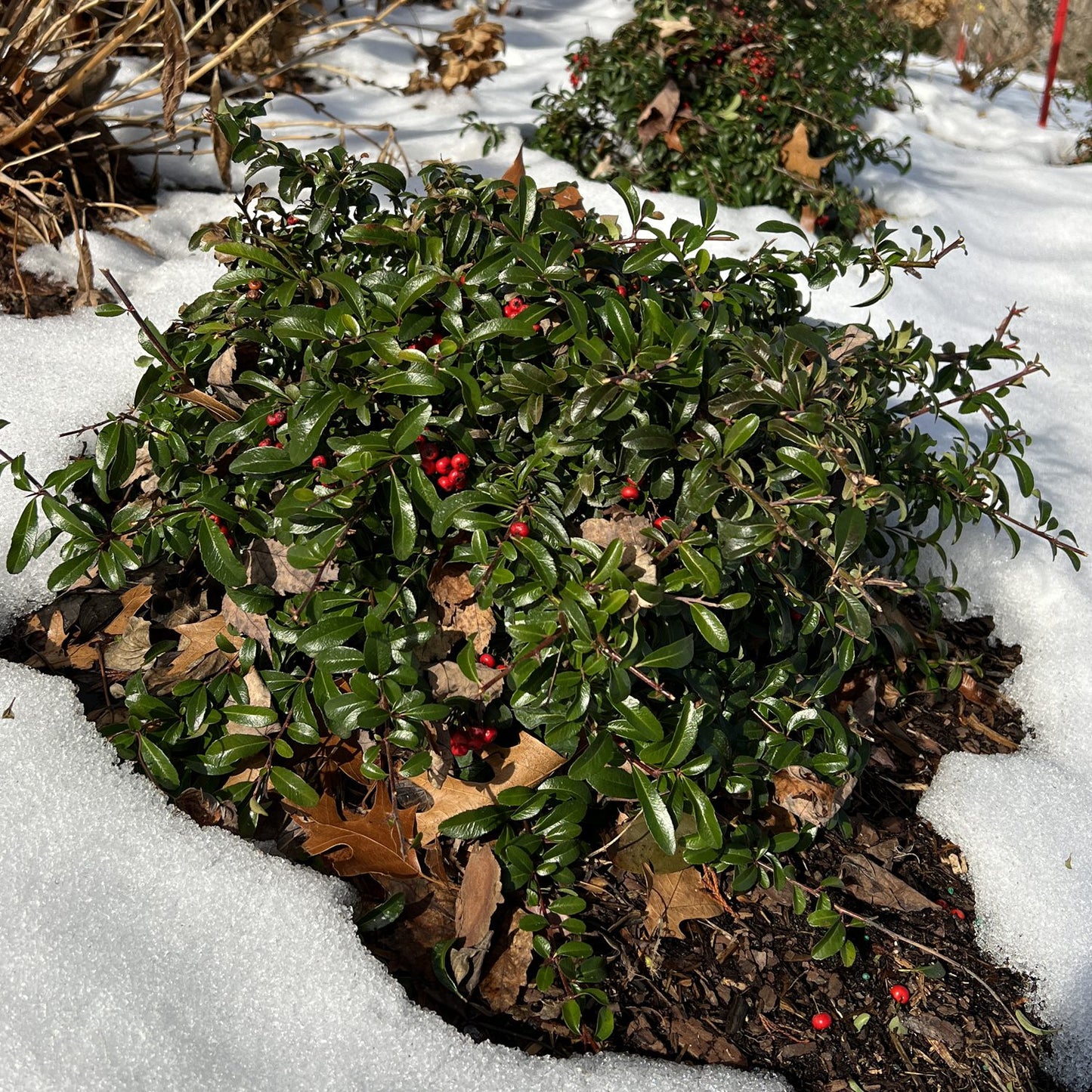 Berry Box® Pyracomeles - Photo Property of Garden Crossings LLC