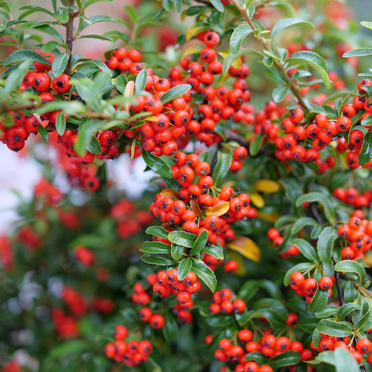 Berry Box® Pyracomeles is a dense evergreen shrub with glossy green leaves and bright red berry clusters with vibrant branches stand out beautifully - Photo Courtesy of Proven Winners, Inc.