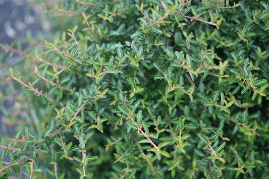 Close-up view of Juke Box® Pyracomeles, featuring dense green foliage with small, oval leaves and thin, woody stems filling the frame. - Photo Courtesy of Proven Winners, Inc.