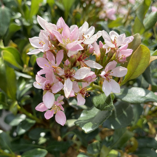 La Vida Mas® Indian Hawthorn (Rhaphiolepis) - Photo Property of Garden Crossings LLC