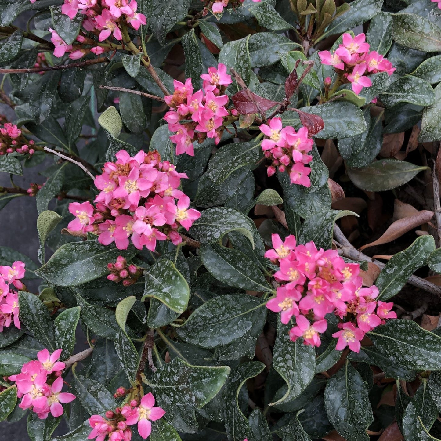 Clusters of small, vibrant pink flowers with yellow centers are set amid glossy, dark green leaves. La Vida Mas® Indian Hawthorn (Rhaphiolepis) is a drought-tolerant evergreen shrub; a few leaves display light dusting and browning. - Photo Courtesy of Proven Winners, Inc.