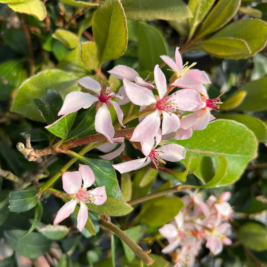 La Vida Grande® Indian Hawthorn (Rhaphiolepis) - Photo Property of Garden Crossings LLC