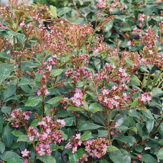 La Vida Grande® Indian Hawthorn (Rhaphiolepis) - Photo Courtesy of Proven Winners, Inc.