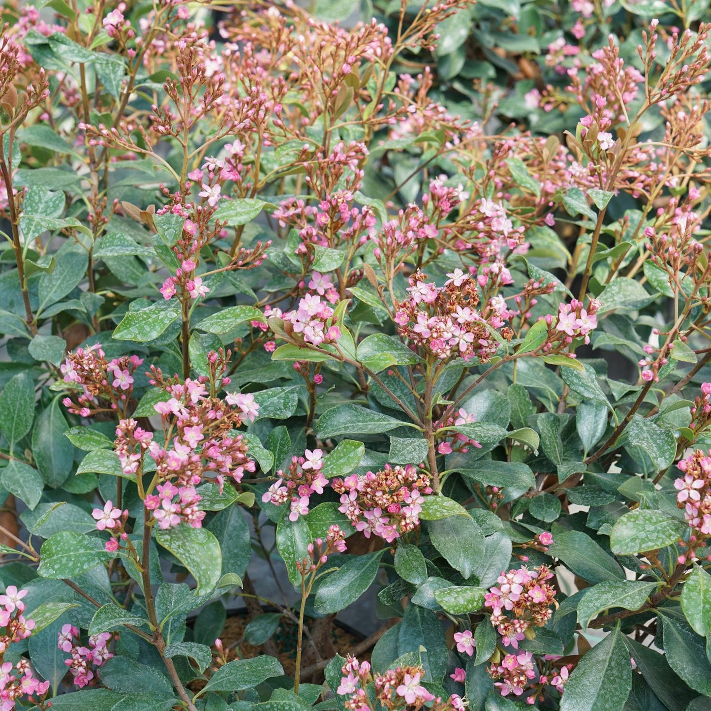 La Vida Grande® Indian Hawthorn (Rhaphiolepis) features dense clusters of flowering shrubs with dark green, oval leaves and abundant small pink blooms on tall stems, adding vibrant beauty to any garden. - Photo Courtesy of Proven Winners, Inc.