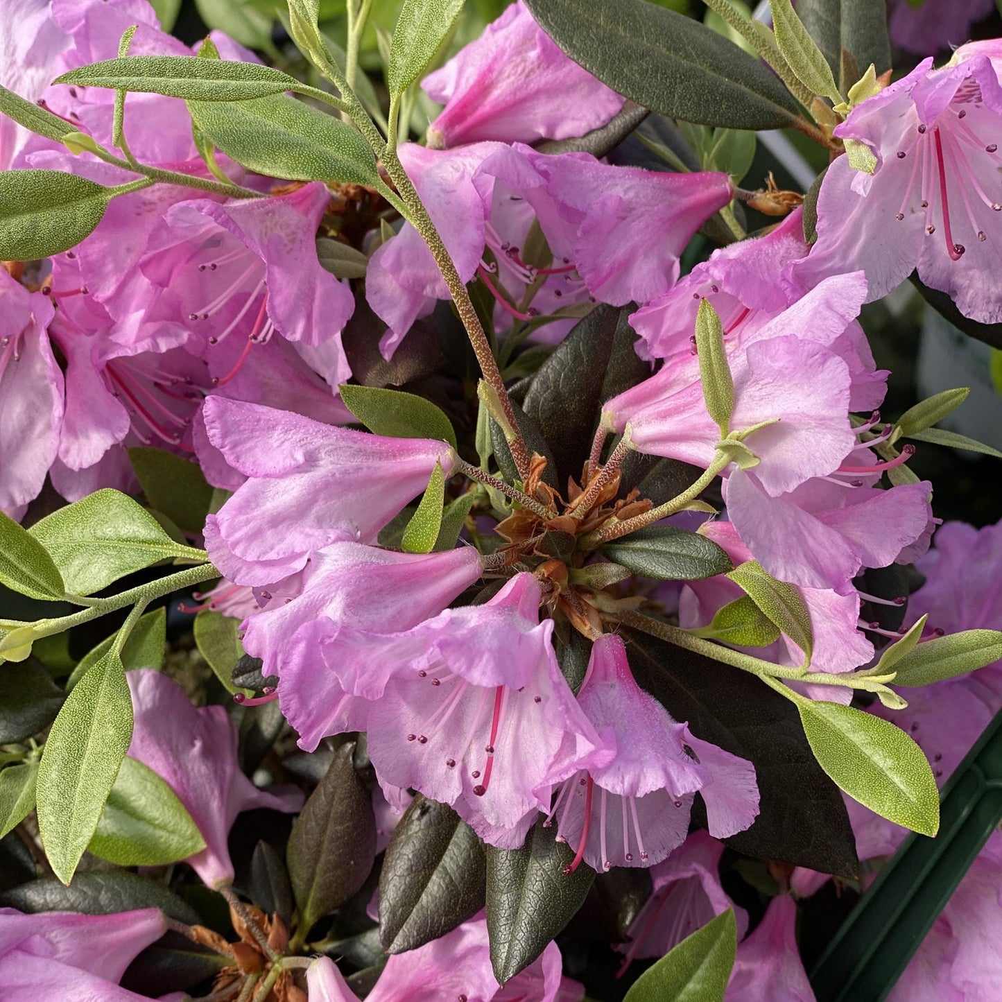 Close-up of clusters of vibrant pink Black Hat® Rhododendron flowers with delicate petals and long stamens adorn this evergreen shrub, which features lush green leaves for a colorful display - Photo Property of Garden Crossings LLC.