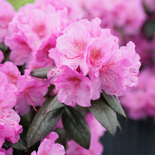 Close-up of vibrant pink Black Hat® Rhododendron flowers in full bloom, featuring delicate petals and stamens. Dark green evergreen foliage provides a lush backdrop, with additional blossoms softly blurred in the background - Photo Courtesy of Proven Winners, Inc.