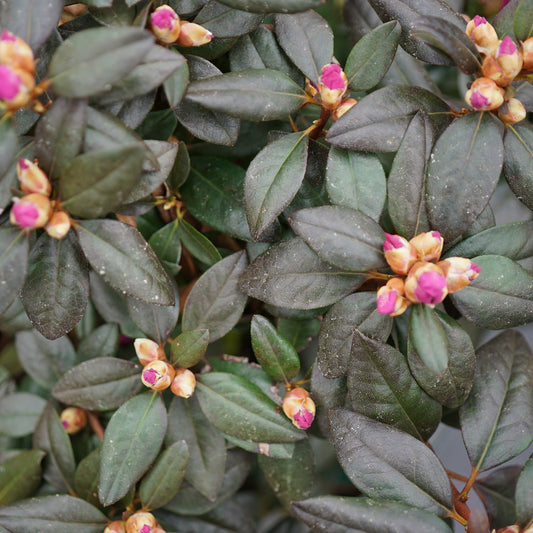 A close-up of green leaves and clusters of pink buds on a flowering shrub highlights the healthy evergreen foliage and unopened blossoms of the Black Hat® Rhododendron - Photo Courtesy of Proven Winners, Inc.
