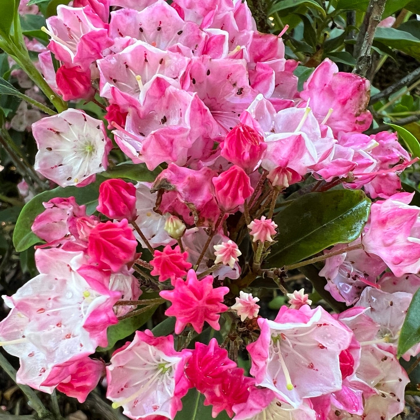 Clusters of pink a
nd white Dandy Man Color Wheel® Rhododendron flowers bloom among green leaves. This evergreen shrub features buds and fully opened flowers with bright pink tips, making it a vibrant addition to any garden - Photo Property of Garden Crossings LLC.