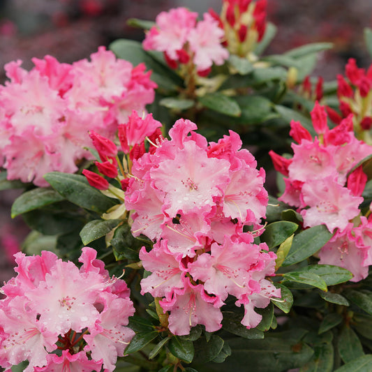 Dandy Man Color Wheel® Rhododendron - Photo Courtesy of Proven Winners, Inc.