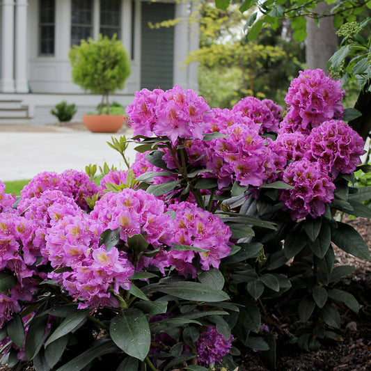 Dandy Man® Purple Rhododendron - Photo Courtesy of Proven Winners, Inc.