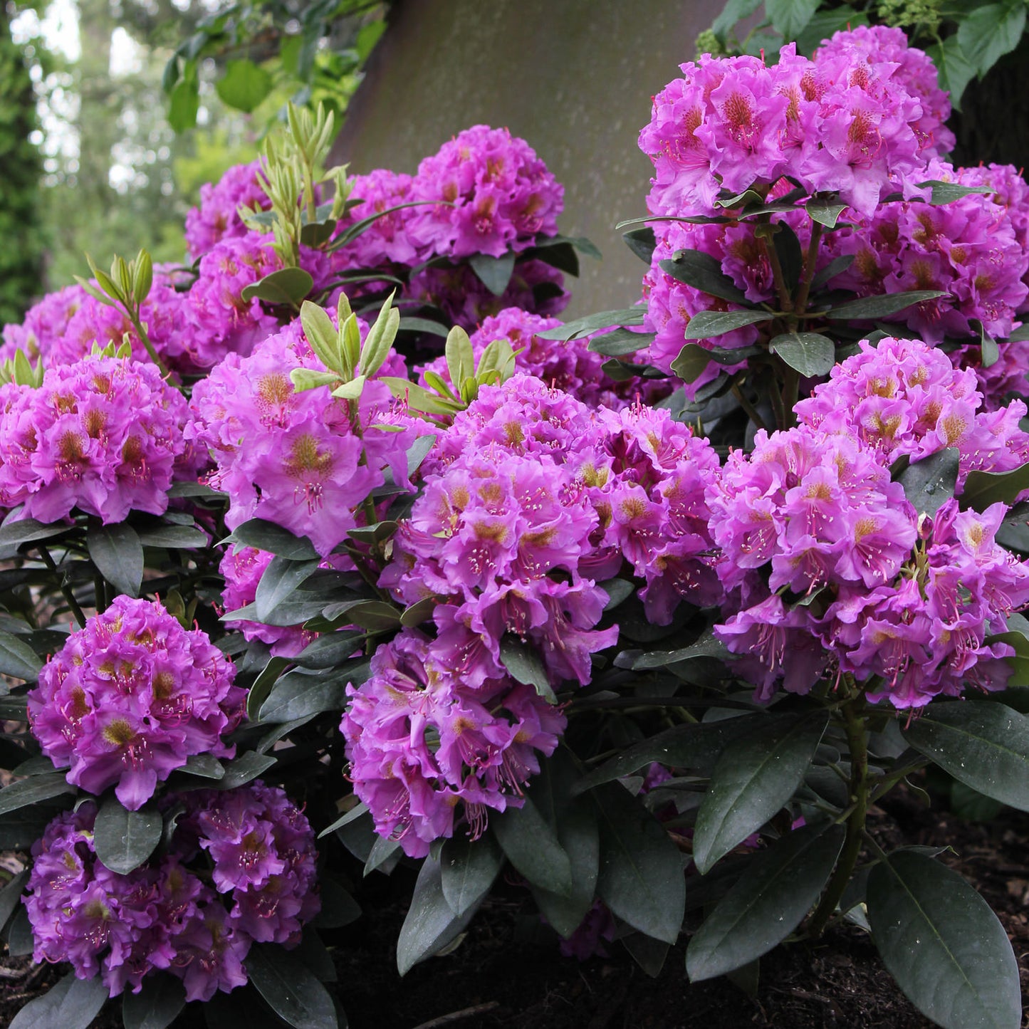 Dandy Man® Purple Rhododendron - Photo Courtesy of Proven Winners, Inc.
