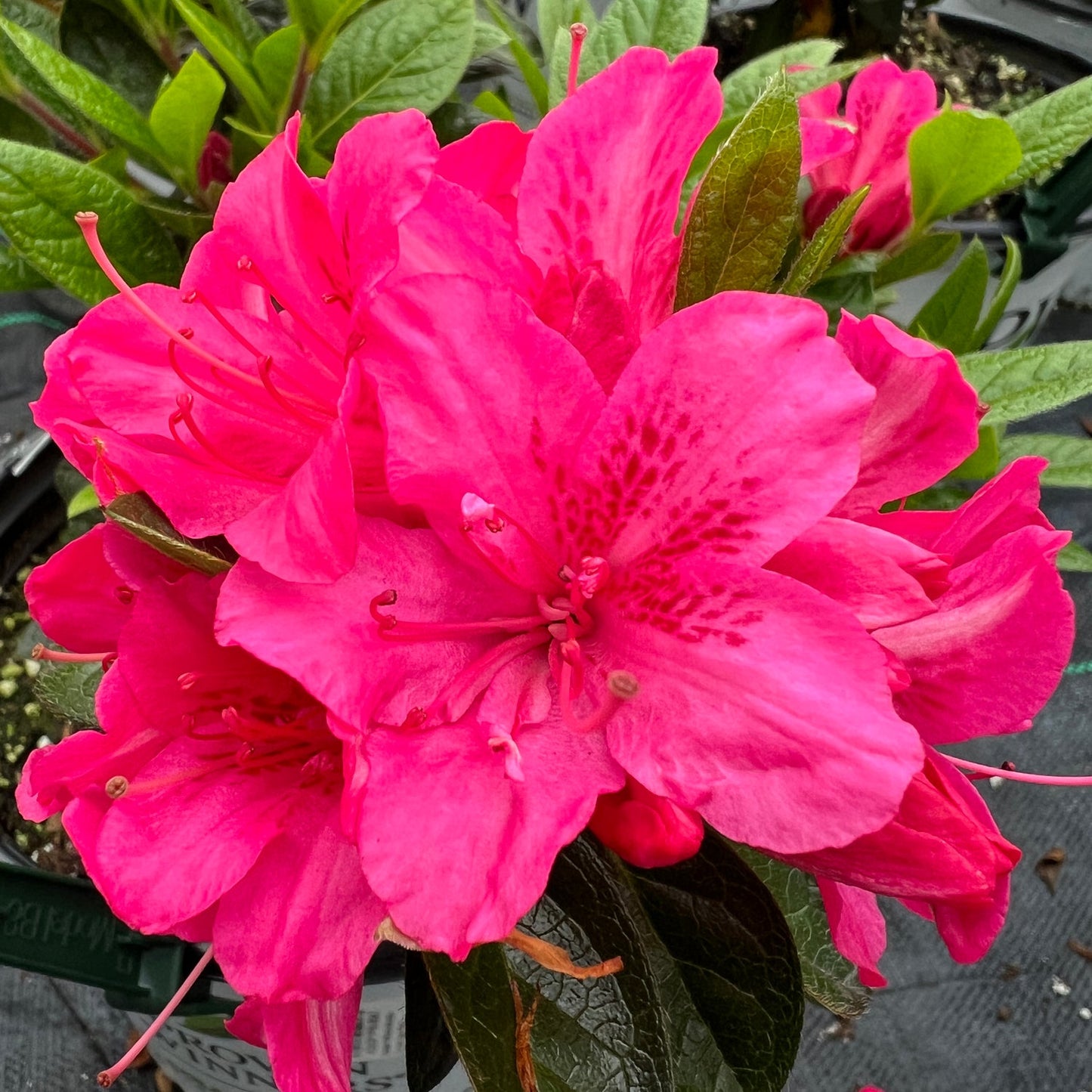Perfecto Mundo® Double Dark Pink Azalea (Rhododendron) showcases vibrant double dark pink blooms with lush green leaves, beautifully contrasted by potted plants and dark soil in the background - Photo Property of Garden Crossings LLC.