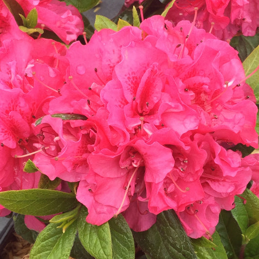Perfecto Mundo® Double Dark Pink Azalea (Rhododendron) - Photo Courtesy of Proven Winners, Inc.