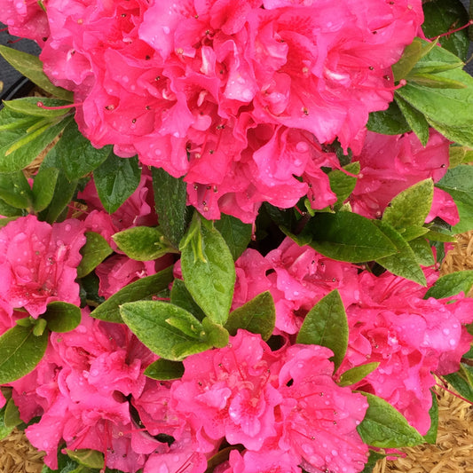 Perfecto Mundo® Double Dark Pink Azalea (Rhododendron) - Photo Courtesy of Proven Winners, Inc.