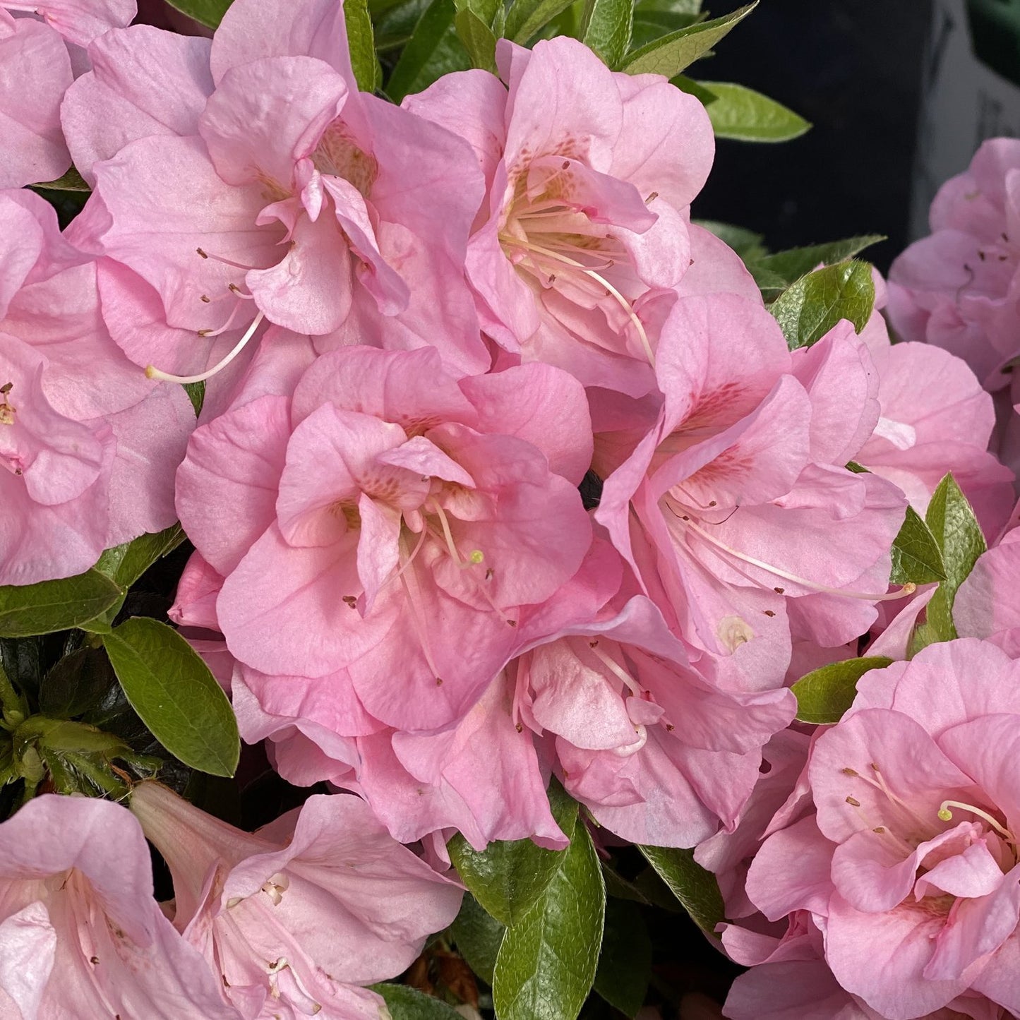 Perfecto Mundo® Double Pink Azalea (Rhododendron) - Photo Property of Garden Crossings LLC