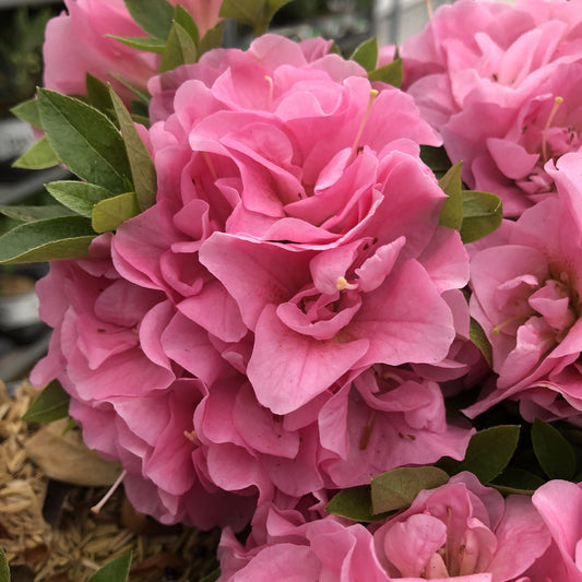 Perfecto Mundo® Double Pink Azalea (Rhododendron) - Photo Property of Garden Crossings LLC