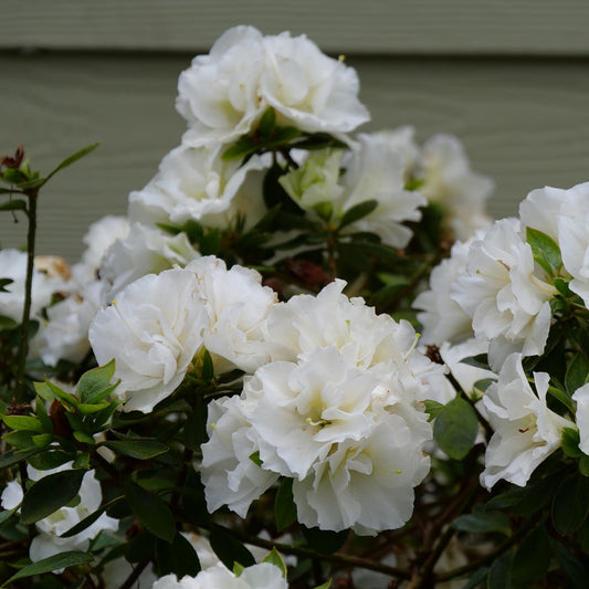 Perfecto Mundo® Double White Azalea (Rhododendron) - Photo Courtesy of Proven Winners, Inc.