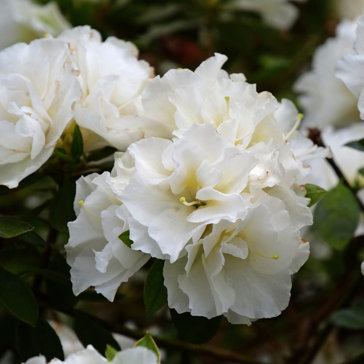 Perfecto Mundo® Double White Azalea (Rhododendron) - Photo Courtesy of Proven Winners, Inc.
