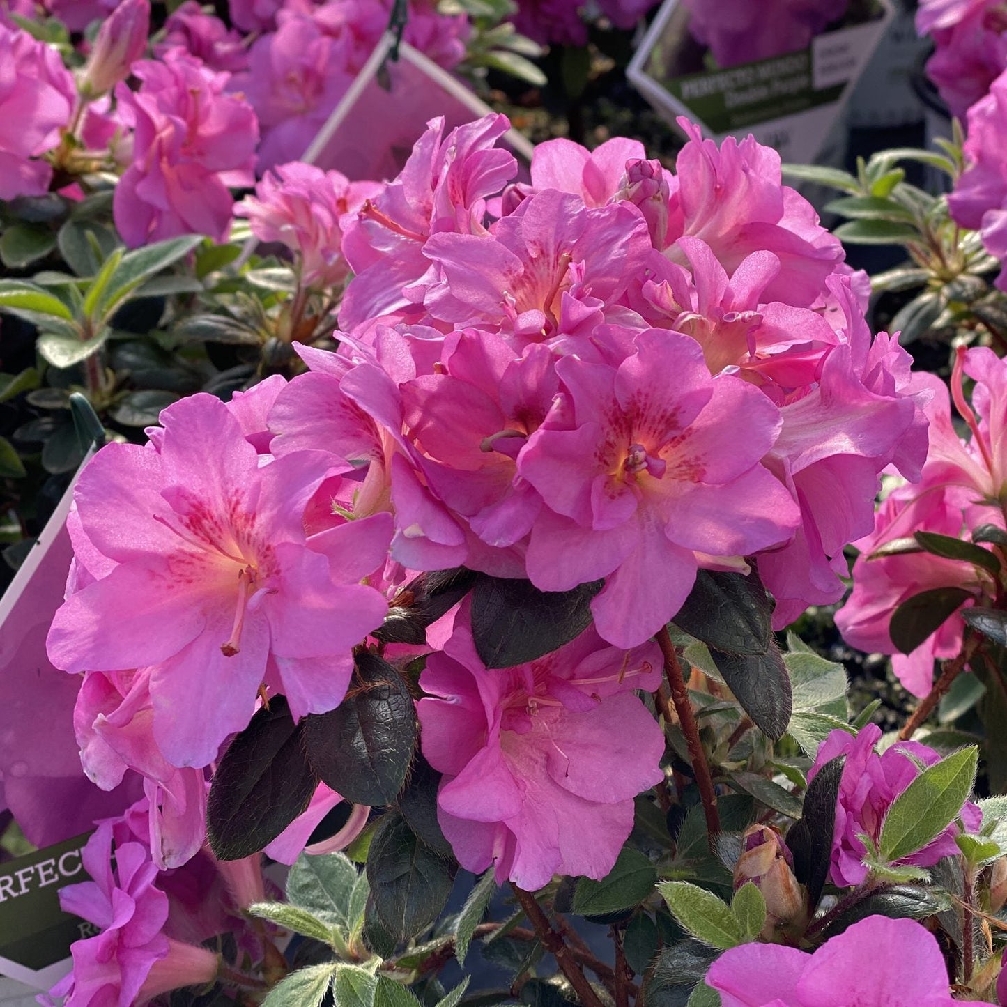 A close-up of vibrant purple Perfecto Mundo® Double Purple Azalea (Rhododendron) flowers in full bloom, surrounded by green leaves and other flowering shrubs in the background - Photo Property of Garden Crossings LLC.
