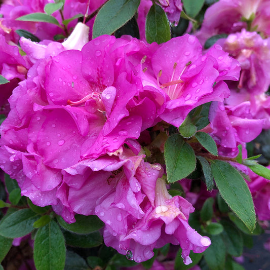Perfecto Mundo® Double Purple Azalea (Rhododendron) - Photo Courtesy of Proven Winners, Inc.