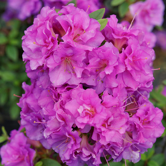 Perfecto Mundo® Double Purple Azalea (Rhododendron) - Photo Courtesy of Proven Winners, Inc.