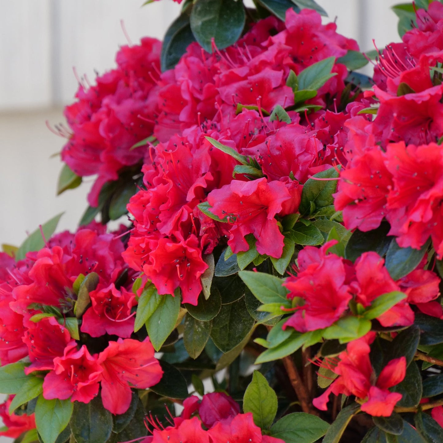 A close-up of the Perfecto Mundo® Red Azalea (Rhododendron), an evergreen shrub, showcasing vibrant red blooms and green leaves against a softly blurred light background - Photo Courtesy of Proven Winners, Inc.