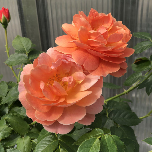 At Last® Rose (Rosa) - Photo Property of Garden Crossings LLC