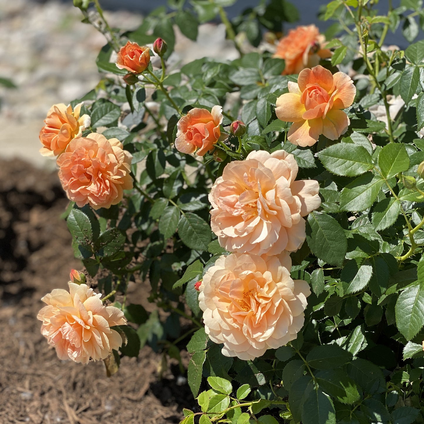 At Last® Rose (Rosa) - Photo Property of Garden Crossings LLC