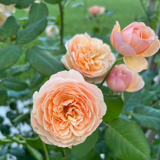 Flavorette® Honey -Apricot Rose (Rosa) - Photo Property of Garden Crossings LLC