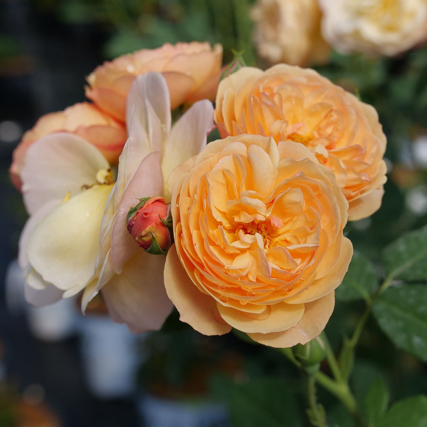 A cluster of fully bloomed Flavorette® Honey-Apricot Rose (Rosa) with ruffled honey-apricot petals tinged with pink and yellow, set among green leaves. The softly blurred background reveals more flowers and foliage. - Photo Courtesy of Proven Winners, Inc.